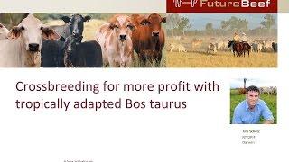 Crossbreeding for more profit with tropically adapted Bos taurus cattle