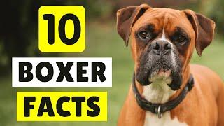 10 MIND-BLOWING Facts You Didn't Know About Boxer Dogs 