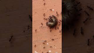 Nature’s Best Workers: Ants in Action!  | Ultra HD 4K #insidetheearth
