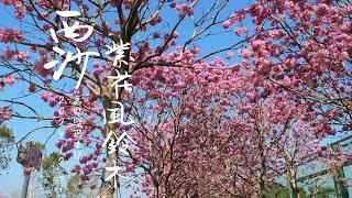 香港最浪漫公路 西沙路紫花風鈴木 夢幻粉紫色花海盛開  4K