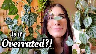 Philodendron Brandtianum || OVERRATED OR WORTH THE HYPE?! + Care Tips 