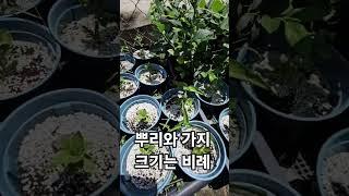 뿌리와 가지의 크기는 비례한다. 20250622) 삽목묘 가지가 올라옴 #blueberry #블루베리삽목묘