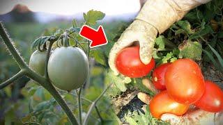 How Frequently Should Tomatoes Be Irrigation? When to Water? What are the Tips?