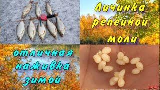Личинка репейной моли . Отличная наживка зимой .