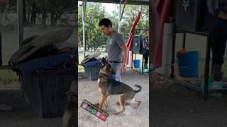 Vlad & Cinco Attention Heel #dogtrainingismypassion  HMMLVZULRDMTQKYM