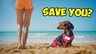 Tiny Paws, Big Hero: Dachshund Lifeguard's Beach Adventure!