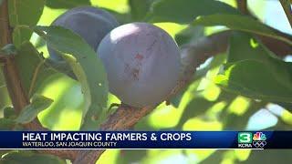 Central Valley farmers adapt to hot temps to avoid major losses