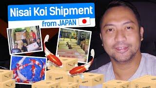 Koi shipment from Japan