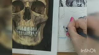 Year 8 - skull using coloured pencil