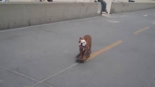 Skateboarding Bulldog Ollie 5k