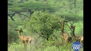 La tierra dónde la vida parece imposible; Shaba, viento, sol y polvo (DOCUMENTAL COMPLETO)