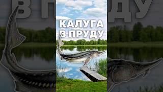 КАЛУГА в своём пруду, реально? Разведение осетровых в пруду, рыбоводство  #пруд #осетр #рыбы