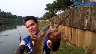 Casting Gabus dengan Tackle Pioneer ( snakehead fishing with Pioneer Tackle )