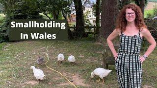 Revisit A Smallholding In UK - Homestead In Wales