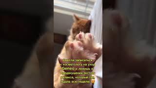 Моя суббота #косметология #выходной #юмор #мем #кот #прикол #эксперт #мимимишки