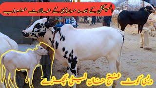 kheery Dhani Fatehjangi Bachry/Talagang Mandi update/Domain Mandi Ka Mall/qurbani 2024 Ke bull/