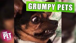 Grumpy Pets ‍️ | Funny Animal Compilation