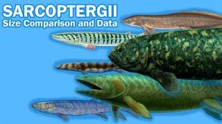 SARCOPTERYGII FISH : Size Comparison and Data (The so call "Lobe-finned fish")