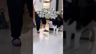 イッヌさんの動画見て笑ったら寝ろwwwww