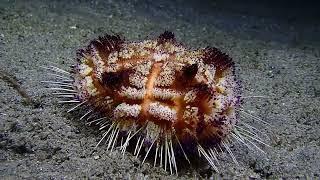 Cool sea urchin