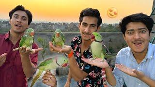 Baby Parrot Ko Bolna  Sikha Diya