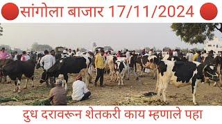  सांगोला गाय बाजार 17/11/2024 