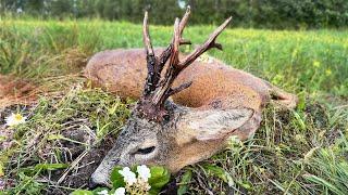 Jagd auf Goldmedaillen Böcke und abnorme Böcke in Rumänien | Medal Class Roebuck Hunting in Romania