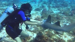 Attack of the Nurse Shark - Cozumel 2016