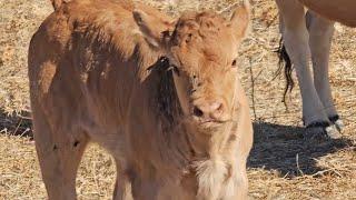 ¡Qué ganas tienen estas vacas de que llueva! 