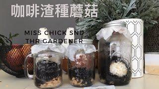 【手工實驗室】咖啡渣種蘑菇/孢子印/市場買蘑菇自己栽培Grow button mushrooms with the coffee ground  from spore prints