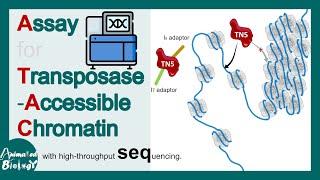 ATAC Sequencing explained in 5 minutes | What do ATAC-seq peaks represent? | Mol-bio