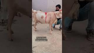 Mashallah  | Beautiful Barbari Goat | #shorts