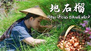 Tìm Diguo (Ficus tikoua var.) lúc nhỏ thật tuyệt vời và vẫn vậy khi trưởng thành!