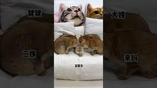 【牛奶是只猫】以其猫之道，还治其猫之身哈哈哈