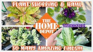 Plant Shopping at Home Depot Big Box Store || So Many Amazing Finds || Variegated African Violets!