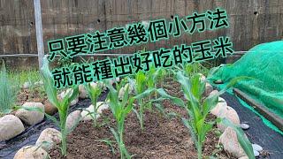 【鴻園小菜園】水果玉米種植的小方法, 只要注意幾個步驟, 就可以種出又甜又脆的水果玉米