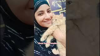 My new cat #hindurevertmuslim #rekhasamivlog
