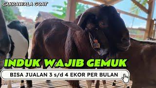 TERNAK KAMBING BISA SUKSES!!! HARUS BETERNAK DENGAN ILMU TENTUNYA...!!!