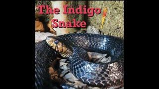 Ranger Stu - Species Profile - Indigo Snake