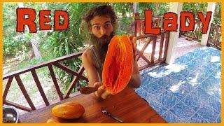 THE BEST PAPAYA VARIETY IN THE WORLD: SUPERSWEET RED LADY