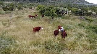 Ganado Hereford en terreno pedregoso