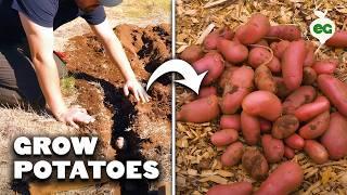 How to Grow EASY Potatoes (From Seed to Harvest) 