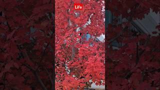 Change#muathu#larung#autum#lado#fall#cuocsongomy#life#short#viral#nhacnhe#relax