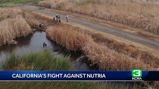 Crews use new tool to help fight nutria in California's Delta