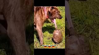 Funny video #dog #funny #puppy #pets #animal #arabic #music #tontonight #viral #trending