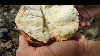 How to Eat Ramphal Fruit | Naturally Ripened Ramphal Fruits | Ramphal (Annona reticulate)