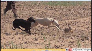 rabbit hunting 2024 | greyhound coursing hare | dog hunting