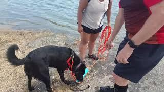 How to Teach a Dog to Swim
