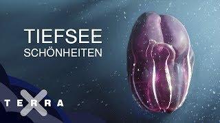 Unbekannte Tiere der Tiefsee