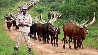 MILLIONAIRE ANKOLE COW FARMING BUSINESS IN UGANDA | AMAZING!!